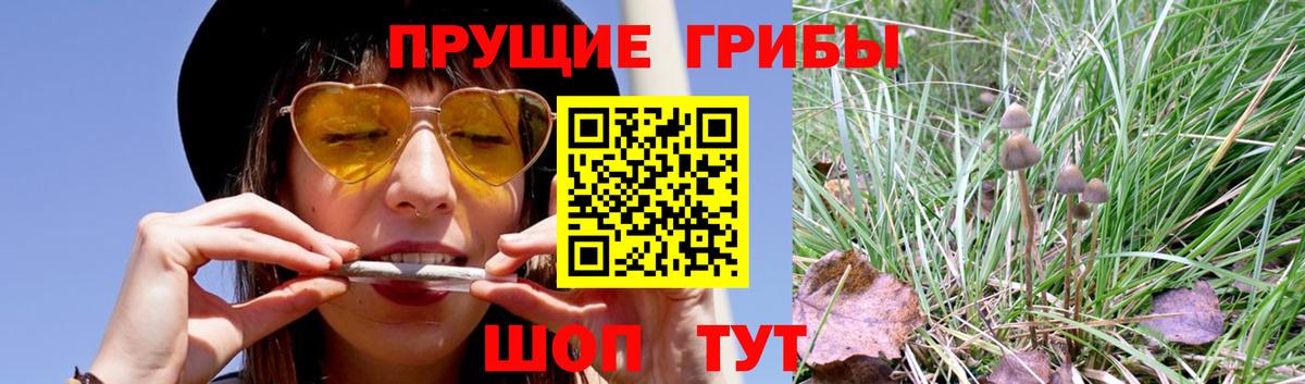 Ессентуки  Галлюциногенные грибы Psilocybine cubensis  Вход с VPN 